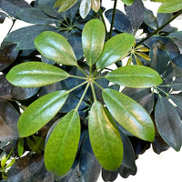 Schefflera Arboricola (Dwarf Umbrella Tree)