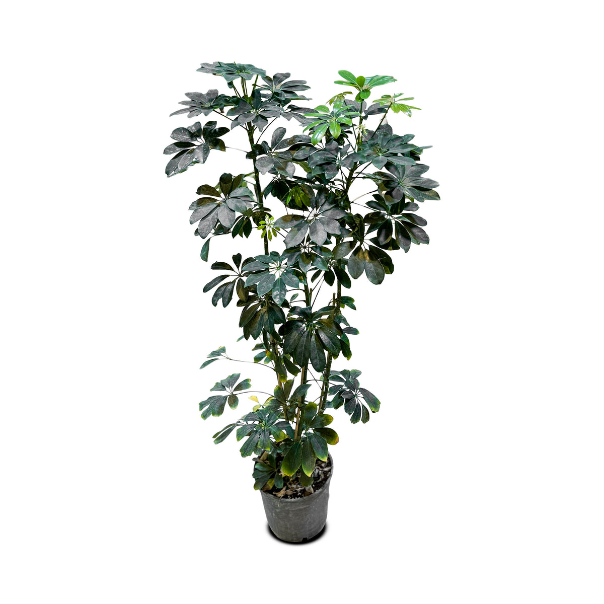 Schefflera Arboricola (Dwarf Umbrella Tree)
