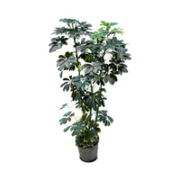 Schefflera Arboricola (Dwarf Umbrella Tree)