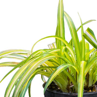 CHLOROPHYTUM