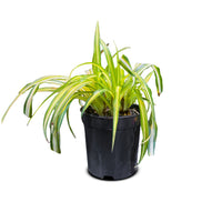 CHLOROPHYTUM
