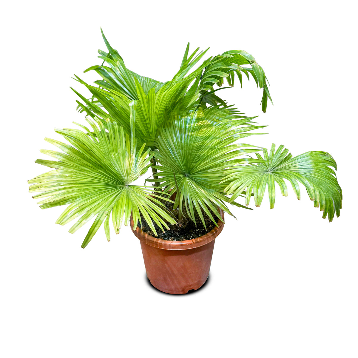 Livistona Rotundifolia 35 cms pots