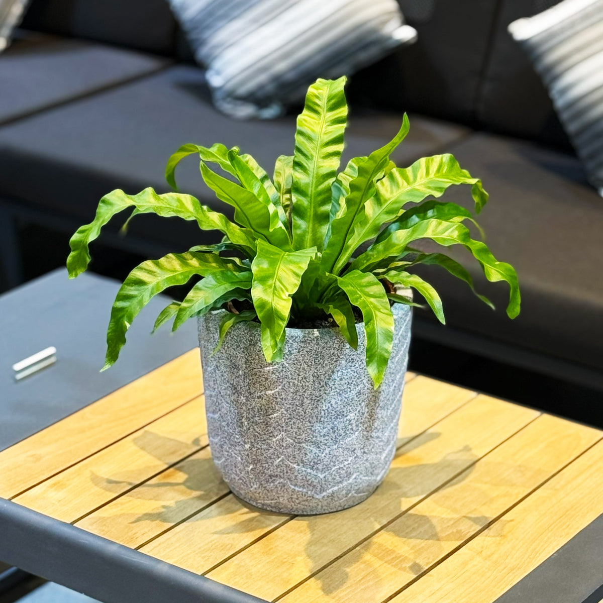 Asplenium Nidus Plant with Gray Ceramic Pot