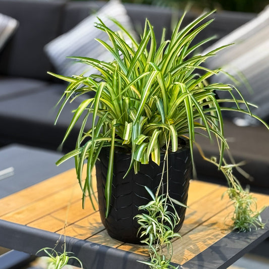 A potted spider plant with green and yellow variegated leaves in a black pot, placed on a wooden slatted outdoor table in front of a modern gray sofa.
