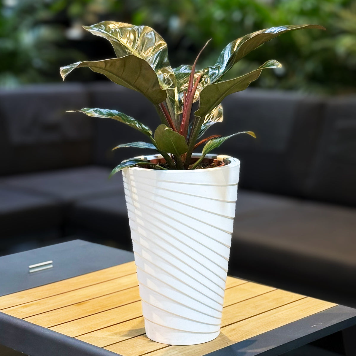 A potted variegated rubber plant in a white ribbed planter, displayed on a wooden slatted coffee table in a modern living room setting.