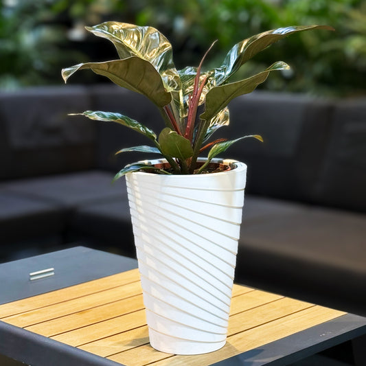 A potted variegated rubber plant in a white ribbed planter, displayed on a wooden slatted coffee table in a modern living room setting.