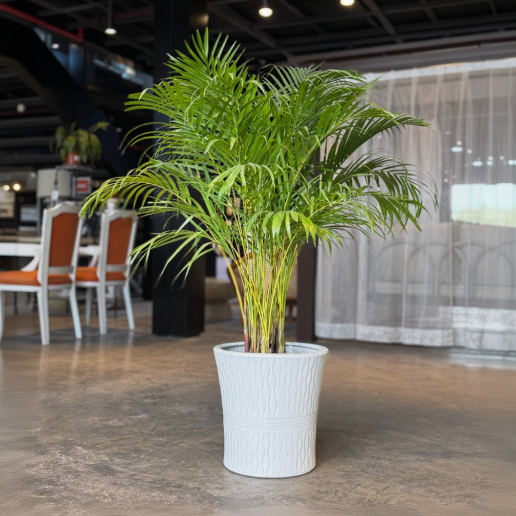 A green palm-like houseplant with long fronds standing in a white textured cylindrical pot on a polished concrete floor, photographed in an indoor showroom or office space.