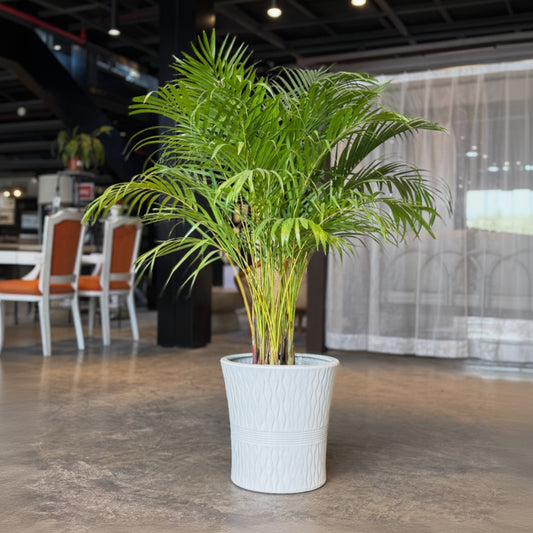 A green palm-like houseplant with long fronds standing in a white textured cylindrical pot on a polished concrete floor, photographed in an indoor showroom or office space.