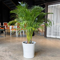 Tropical Areca Palm in Textured White Ceramic Planter