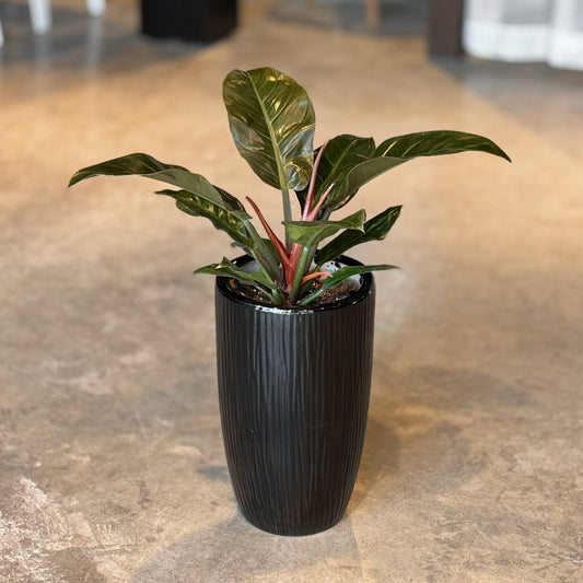A potted houseplant with glossy green leaves and reddish stems, placed in a tall black ribbed planter on a stone floor, with a softly blurred indoor background.
