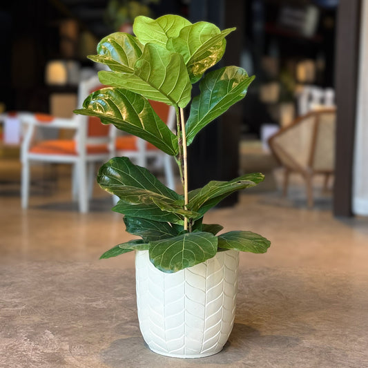 A fiddle-leaf fig plant with green leaves in a textured white ceramic pot, placed on a polished stone floor in a modern, softly blurred indoor space.