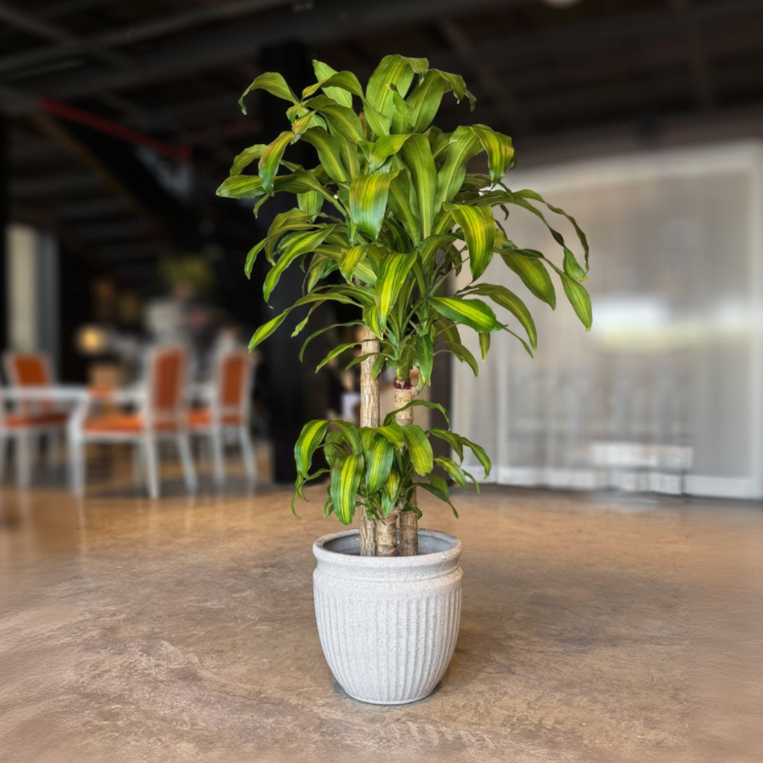 A potted Dracaena massangeana plant with vibrant green leaves, planted in a textured white ceramic pot, set on a polished stone floor in a modern indoor space.