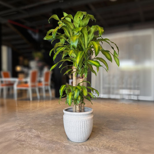 A potted Dracaena massangeana plant with vibrant green leaves, planted in a textured white ceramic pot, set on a polished stone floor in a modern indoor space.