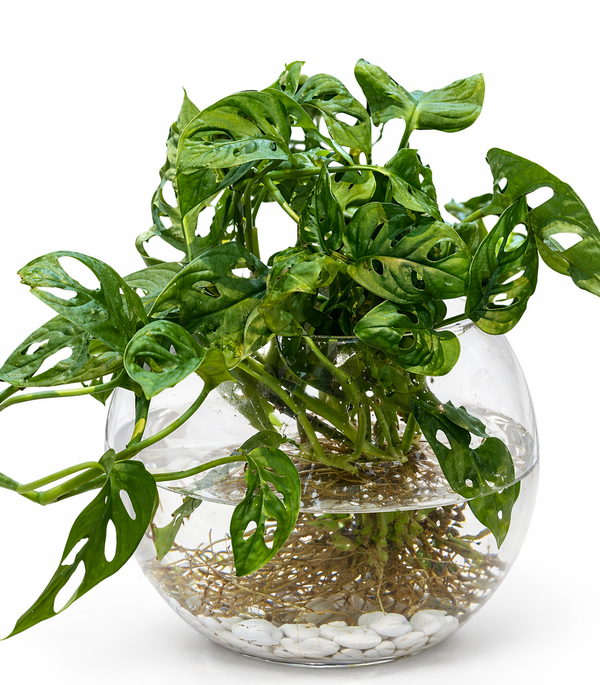 Monstera Plant in a Glass Vase