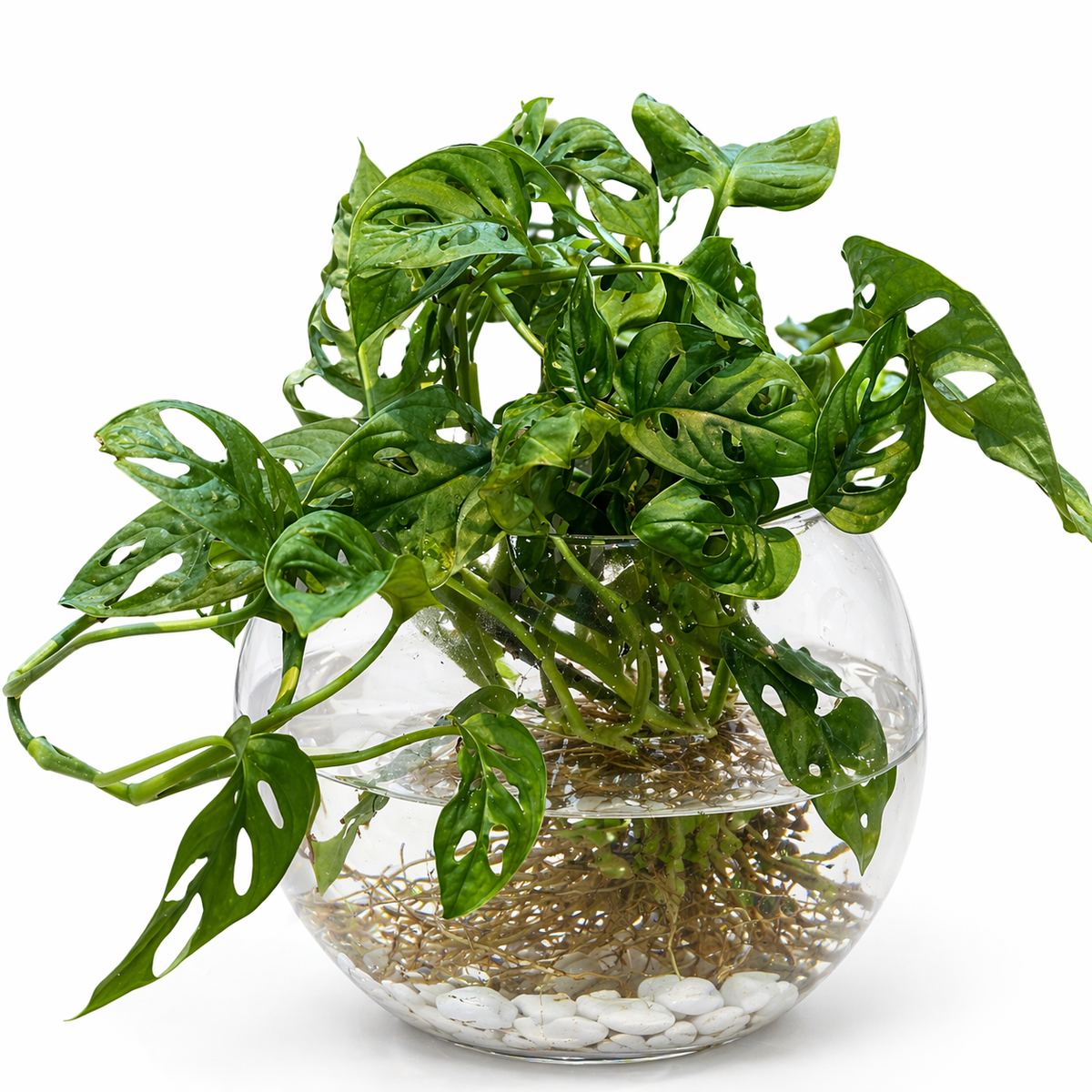 Monstera Plant in a Glass Vase