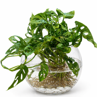 Monstera Plant in a Glass Vase