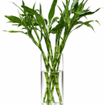 Bamboo Plant in a Glass Vase