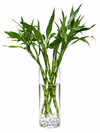 Bamboo Plant in a Glass Vase