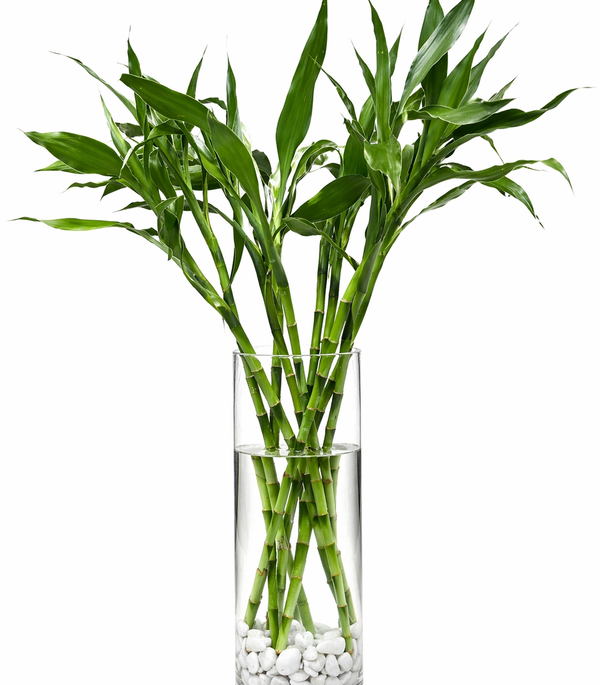 Bamboo Plant in a Glass Vase