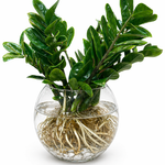 ZZ Plant in a Glass Vase
