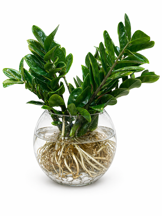 ZZ Plant in a Glass Vase