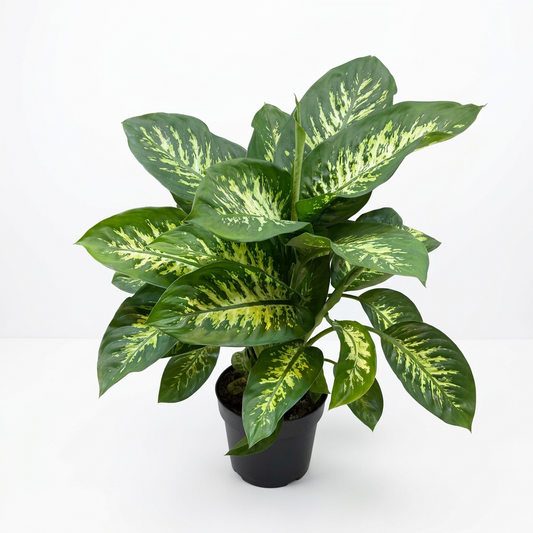Dieffenbachia Reeva (Holland)