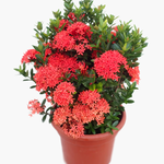 Ixora Red -IM-Shrub-W:0-S:25 cms-H:50 cms