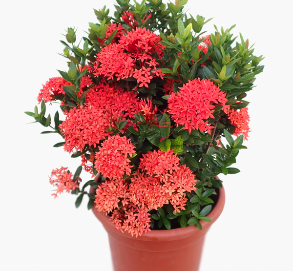 Ixora Red -IM-Shrub-W:0-S:25 cms-H:50 cms