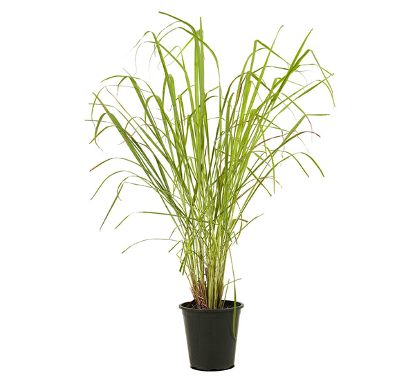 Lemon Grass