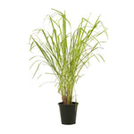 Lemon Grass - Ground Cover