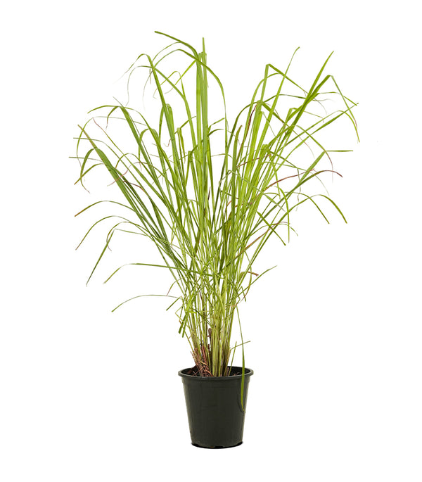 Lemon Grass - Ground Cover