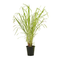 Lemon Grass - Ground Cover