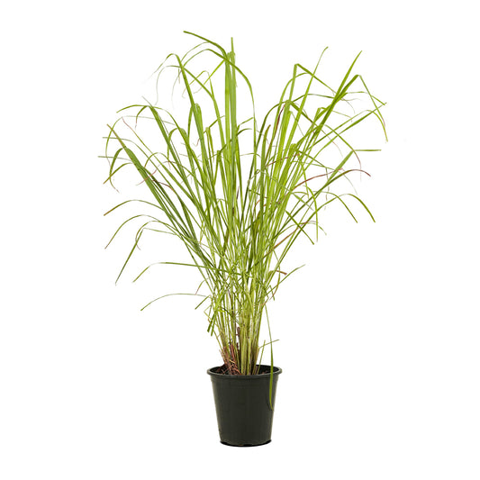 Lemon Grass - Ground Cover