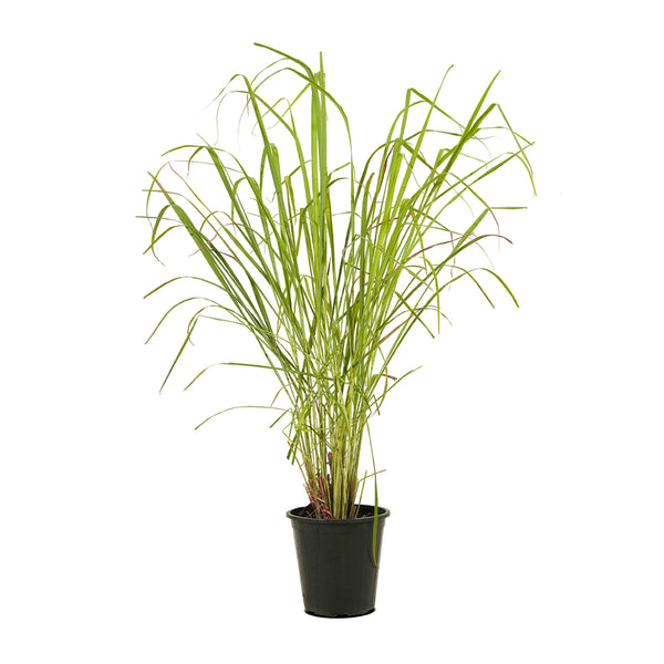 Lemon Grass - Ground Cover