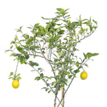 Lemon tree شجرة اليمون