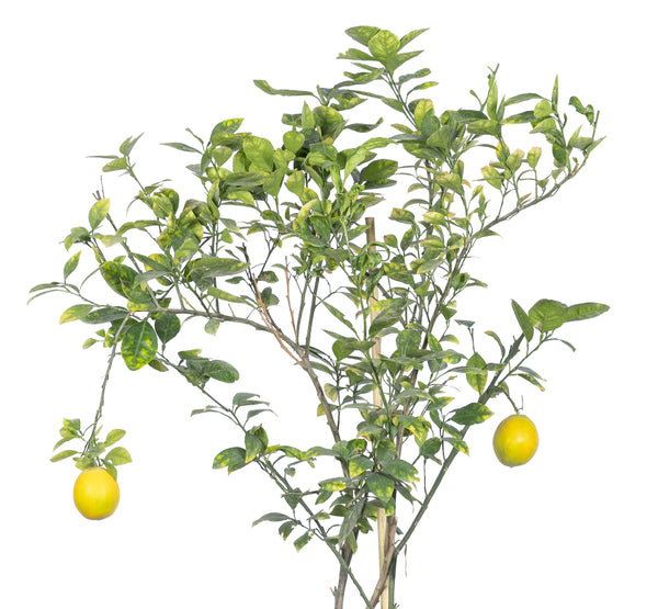 Lemon tree شجرة اليمون