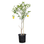 Lemon tree شجرة اليمون