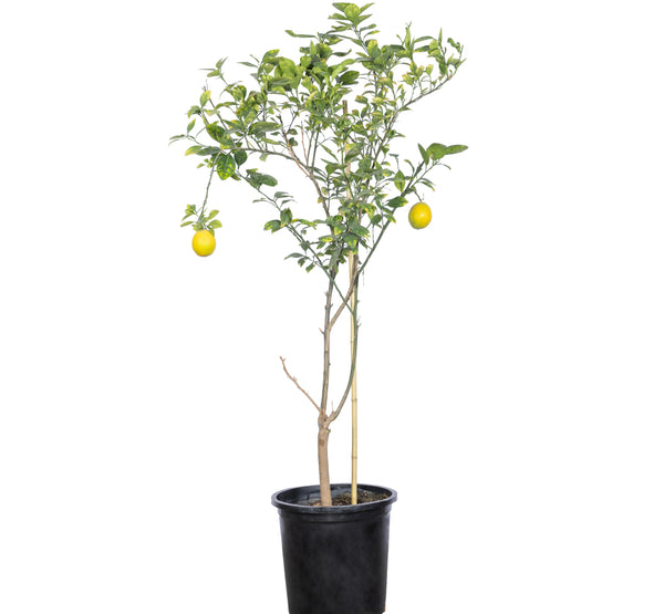 Lemon tree شجرة اليمون