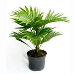 Livistona Rotundifolia-IM-Tree-W:0-S:24 cms-H:1 mtrs