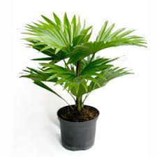 Livistona Rotundifolia-IM-Tree-W:0-S:24 cms-H:1 mtrs