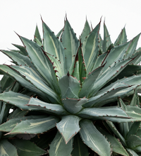 Agave - Mediopicta Alba - Sap - Kilograms