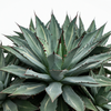 Agave - Mediopicta Alba - Sap - Kilograms