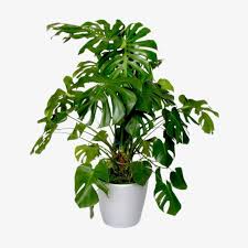 Monstera Pertusum-24 cms pots & 120 cms height