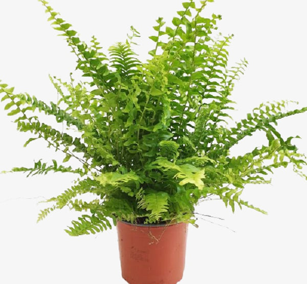 Nephrolepis Exal Green Moment-25 Cms
