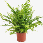 Nephrolepis Exal Green Moment-18 Cms