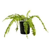 Nephrolepsis exal green moment  50 Dia  width - 30 cms height