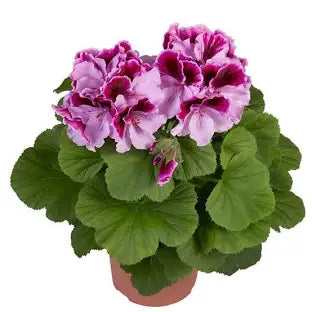 Pelargonium سيبرس