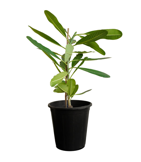 Plumeria obtusa 30 cms pots - 60 cms height