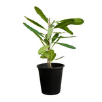 Plumeria obtusa 30 cms pots - 60 cms height