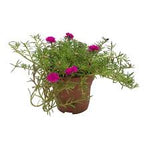 Portulaca Grandiflora محكمه